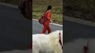 Tibetan Mastiff Dog