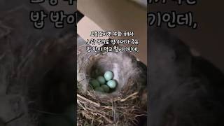 길냥이가 새 새끼 다 잡아 먹었어요ㅠㅠ#쇼츠