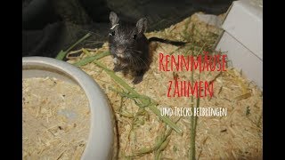 Rennmaus zähmen + Tricks beibringen🐭❤ MyGerbilsWorld