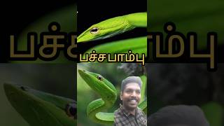 green colour snake பச்சை பாம்பு #kanyakumari #publiceducation .