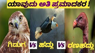 ಯಾವುದು ಅತ್ಯಂತ ಪ್ರಮಾದಕರ ! Most dangerous bird EAGLE VS HAWK VS VULTURE @deepinuniverse