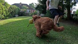 Puppy Teases Dad With Football