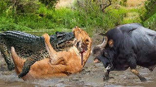 Unequal Battle! Buffalo Alone Fight Madly And Knock Down Many Enemies To Spectacular Escape Death