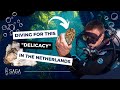 SCUBA Diving in the Oosterschelde in the Netherlands