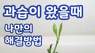 과습이 왔을때 대처 방법_모든 식물은 스스로 치유한다/The story of saving dying plants from overwetting