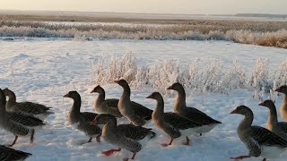 ГУСИ на ПЛЕМЯ! //ГУСЬ ПОСТАВИЛ МНЕ ПОДНОЖКУ! //КОТ В ВЕДРЕ!// ВЕС ГУСЕЙ!