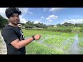 assam agriculture university jorhat campus tour entrance details plus scope aau jorhat 2022