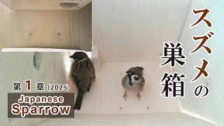 2025/01/28 スズメの巣箱 野鳥 Sparrow Bird Nest Box Live Camera