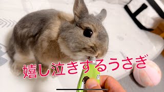 【ネザーランドドワーフ】嬉し泣きするうさぎ