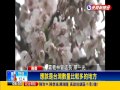 2015賞花－阿里山櫻花季登場 吸引大批遊客－民視新聞