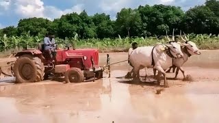 Powerful dheshiya Seema Cart video | tractor ploughing video Seema bull's video's