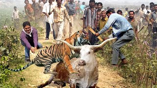 OMG! Maasai Aborigines Arrived In Time To Help Villagers Defeat Crazy Tiger To Protect Their Buffalo