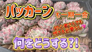 【多肉育て方】1つしかないパッカーン多肉との出会いも一期一会です💖多肉棚にあるパッカーンもどうにかなるかも?!【パッカーン】