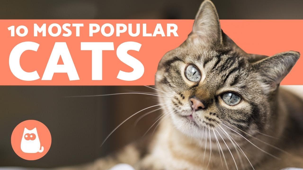 Top 10 Most POPULAR Cat Breeds In The World - Your Pets Magazine