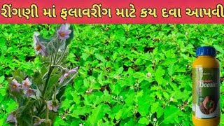 રિંગણીમાં વધારે ફ્લાવરીંગ કેમ મેળવવુ? રીંગણની ખેતી પધ્ધતિ|| brinjal farming 🍆🍆🍆 khetisafar 🌱