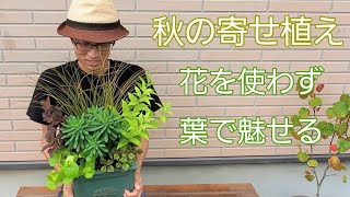 【秋の寄せ植え】葉で魅せる！花がなくても、華やかなコンテナガーデン🍁✨