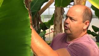 Canada Banana Farms