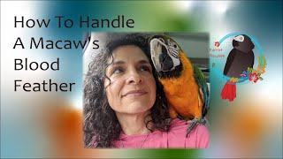 How To Handle A Macaw's Blood Feather