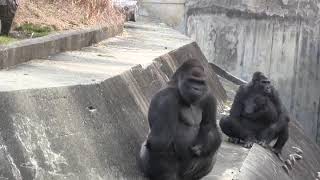 2014年頃のシャバーニ家族⑲Shabani family around 2014