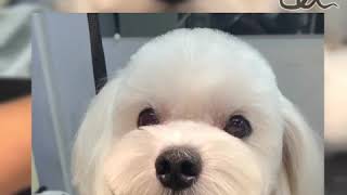 Maltese 馬爾濟斯 寵物美容 dog grooming