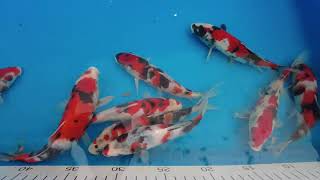 Kase Showa \u0026 Omosako Kujaku update - These young Japanese Koi are Awesome