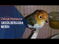 Cikrak mahkota / Chestnut-crowned Warbler