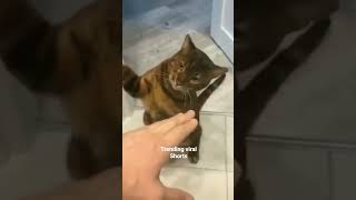 Very Funny Cats And Dog Compilation 😂😂🤣🤣 #short #shorts #funny #cat #dogs #cute