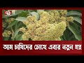 নওগাঁয় আমের গাছে গাছে এবার মুকুলের মেলা | Mango | Naugaon |  Ekattor TV