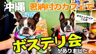 沖縄 恩納村のカフェでボステリ会がありました🐶【ボストンテリア】こむぎ✨