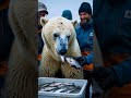 rescuing an injured polar bear with honeycomb like fur in the arctic a remarkable survival