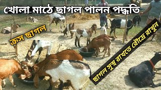 খোলা মাঠে ছাগল পালন পদ্ধতি | সুর্যের আলোয় ছাগল কেন রাখবেন | নিয়মিত ছাগলকে খাদ্য দেওয়ার নিয়ম |