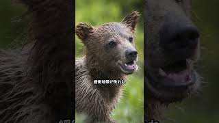 クマ出没の理由 #shorts #くま #クマ #熊 #被害 #熊出没注意 #豆知 #雑学