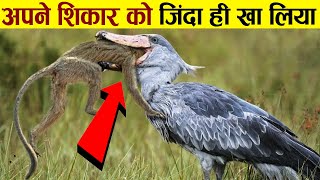 अपने शिकार को जिंदा ही खा लिया । Hungry Birds Shockingly Swallowing Their Prey Caught On Camera