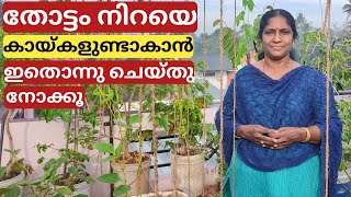 Pheromone trap - A method to protect vegetables from larva's attack | Malayalam