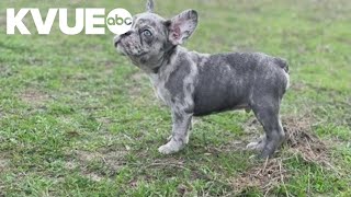 2 stolen French bulldogs reunited with owners