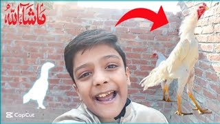 Shamo aseel chicks Growth video | asil chicken | Pets volg | chicks vlog | Animal videos