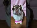 【しゃべる犬】暑くなると奴が目を覚ます！チワワの福麿談【おしゃべりペット】 shorts