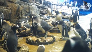 海響館 ジェンツーペンギン”スズメ”の災難