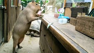 売り物のおやつ☆余裕の味見のはずがカピバラさん。-Capybara's favorite food on sale  神戸どうぶつ王国