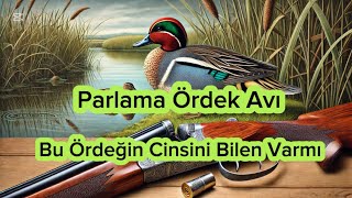 PARLAMA ÖRDEK AVI (DUCK HUNTİNG)