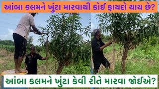 આંબા કલમને ખુંટા મારવાથી કોઈ ફાયદો થાય છે? આંબા કલમને ખુંટા કેવી રીતે મારવા જોઈએ?