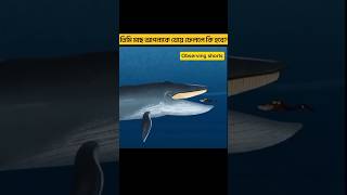 কি হবে যদি তিমি মাছ আপনাকে খেয়ে ফেলে? What if the whale eats you? #shorts #youtubeshorts