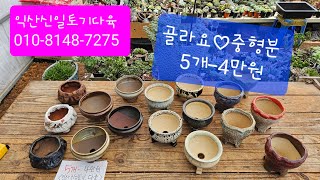 (익산신일토기다육)#다육화분#골라요♡ 중형,큰분5개-4만원#010-8148-7275