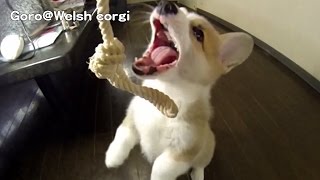 20141129 Part 9 cute puppy rope / コーギー子犬 ロープのオモチャ welsh corgi pembroke