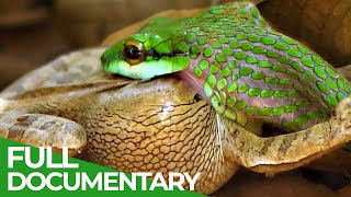 Costa Rica: Animal Paradise of the World | Free Documentary Nature