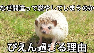 外国で圧倒的人気なハリネズミが激減している理由は人間　【ぴえん過ぎる生き物紹介】