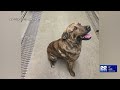 enfield police find owner of abandoned pit bull