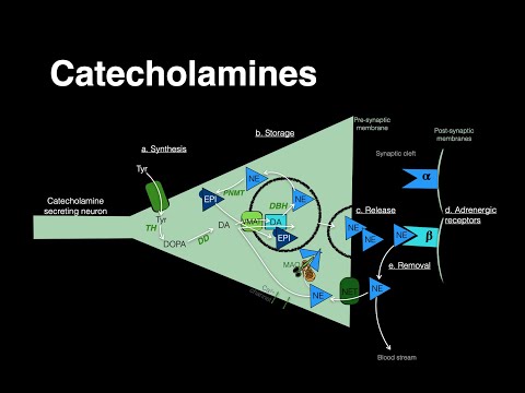 What stimulates norepinephrine release?