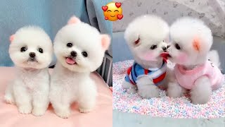 Cute Pomeranian Puppies Doing Funny Things #7 | Cute and Funny Dogs