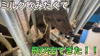 めいちゃん初めての放牧